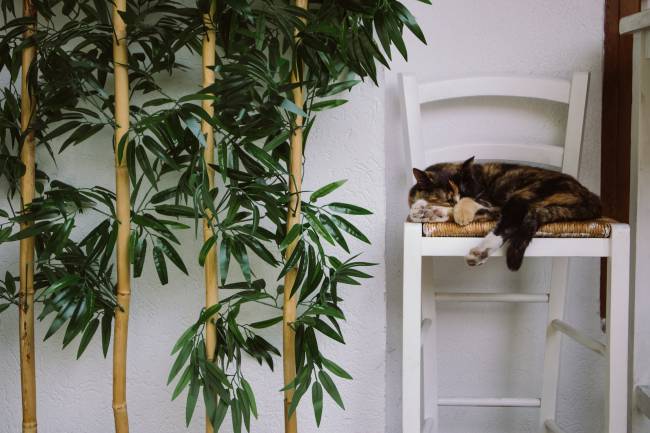 My Cat Ate Fake Plants What Should I Do?