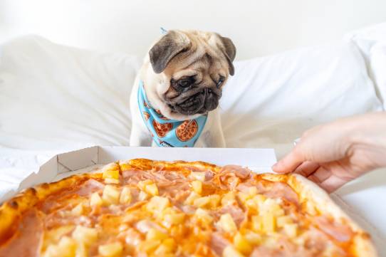 My Dog Ate Pizza What Should I Do?