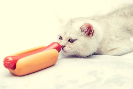 My Cat Ate Hot Dog What Should I Do?