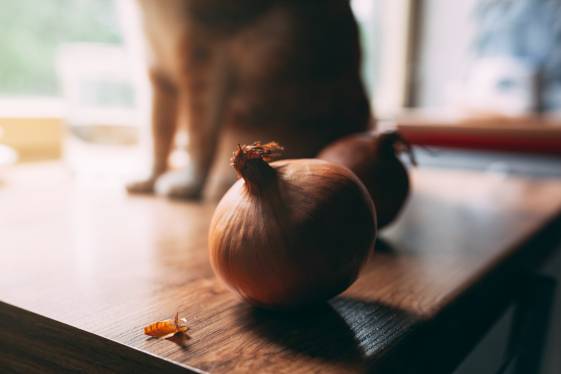 My Cat Ate Onion What Should I Do?