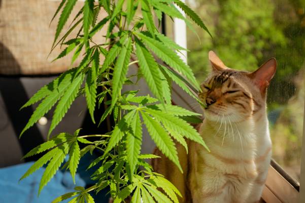 My Cat Ate Weed What Should I Do?