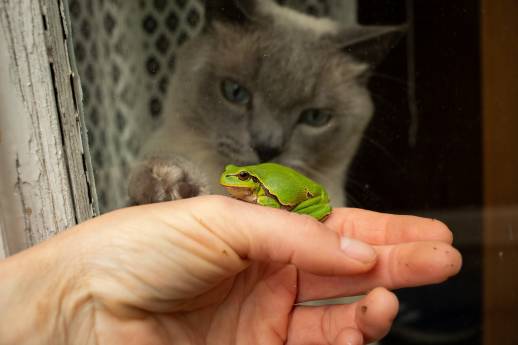 My Cat Ate A Frog What Should I Do?
