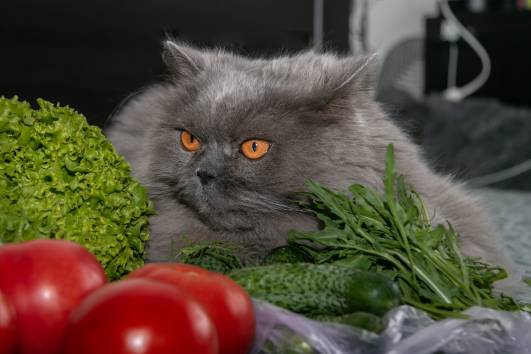 My Cat Ate Tomato What Should I Do?