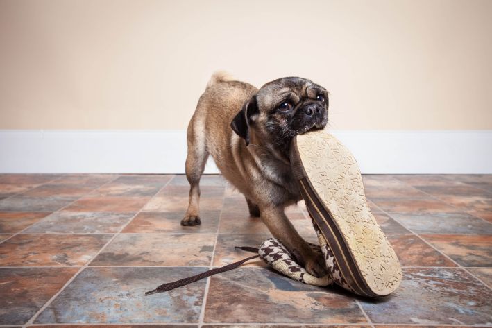 My Dog Ate A Shoe What Should I Do?