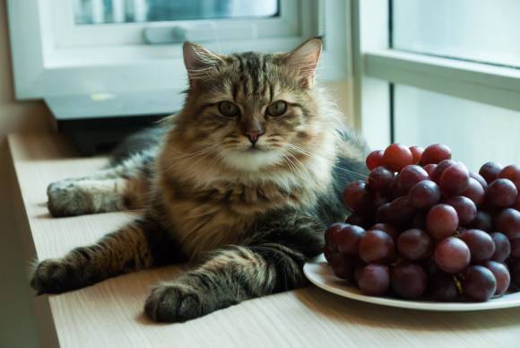 My Cat Ate Grapes What Should I Do?
