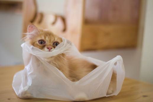 My Cat Ate Plastic Bag What Should I Do?