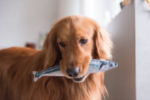 My Dog Ate Fish What Should I Do?