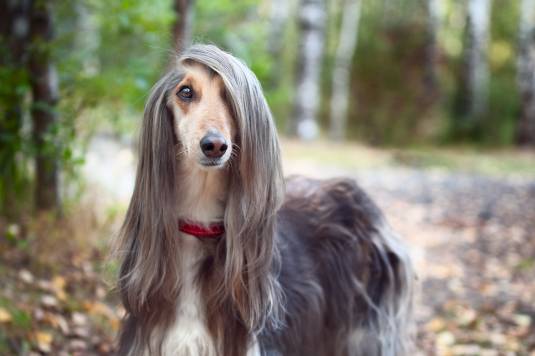 Are Afghan Hound Good Service Dogs?