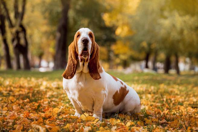 Are Basset Hound Good Service Dogs?