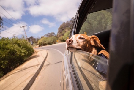 What To Do If Your Dog Is Afraid Of Cars