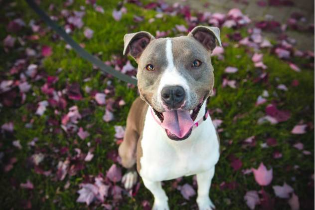 Useful Tips for Taking Care of Pitbulls