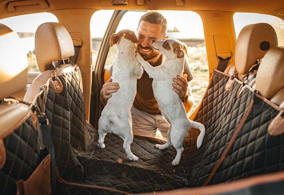How to Pick the Best Dog Car Hammock for Your Pet?