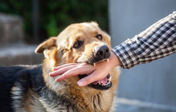Dog Bite Accidents and Personal Injury Law