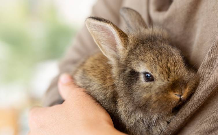 Reasons Why Vaccinating Your Pet Rabbit Is More Important Than Ever