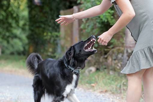 Bitten By A Dog? Here's All You Need To Know About Filing A Claim