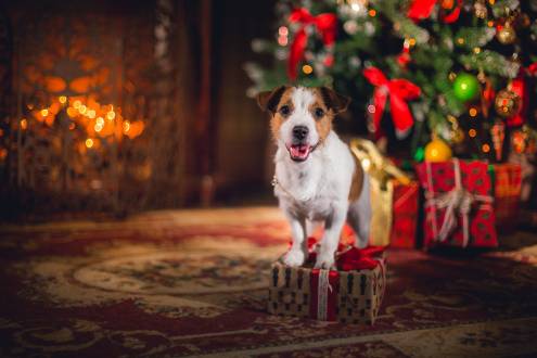 Christmas Vacation Abroad With Your Dog