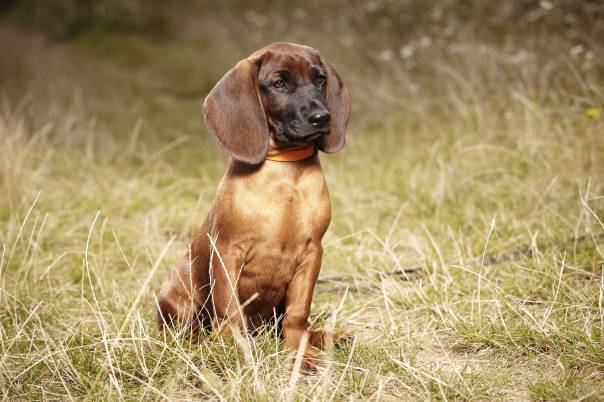 Are Bavarian Mountain Hound Good Service Dogs?