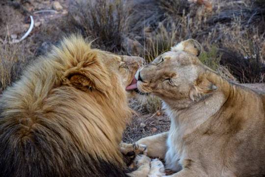 Romance As It Is. How Animals Show Love