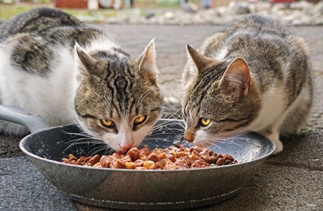 How to Ensure Your Pet’s Nutrition Is on the Right Track