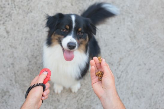 What is a Dog Clicker?