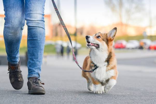 Dog Walking Tips
