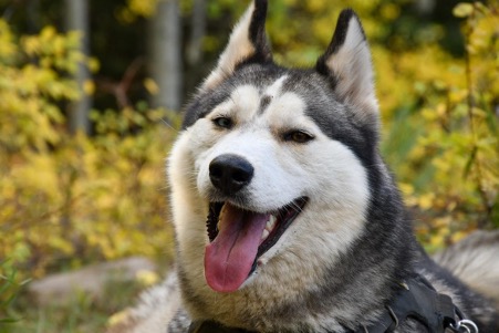 A Round-up of Helpful Tips for Siberian Husky Owners