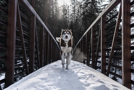 A Round-up of Helpful Tips for Siberian Husky Owners