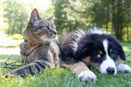 How to Choose Pet Insurance?