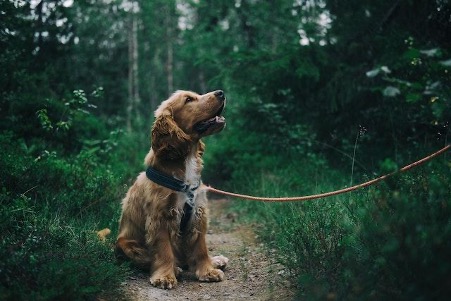 Top 8 Tips For Traveling With Your Dog