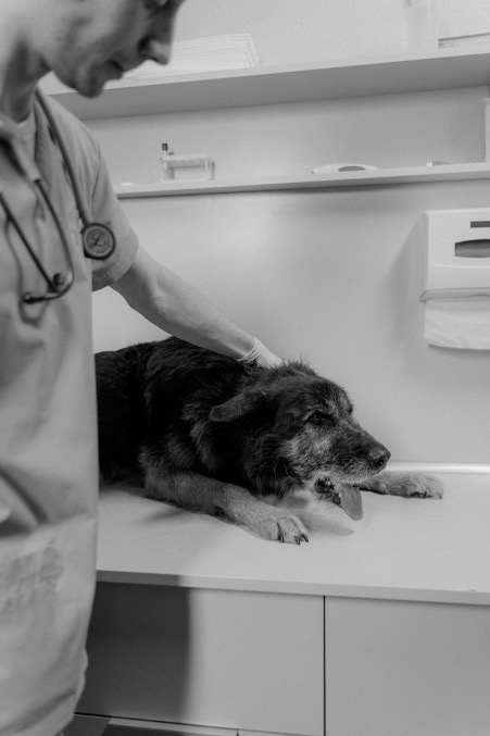 When to Take Your Pet to the Vet