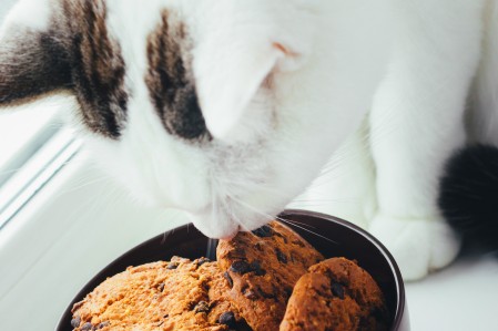 Cat Ate A Chocolate Chip