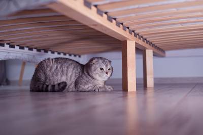 Cat Hiding Under Bed – What It Means And What To Do