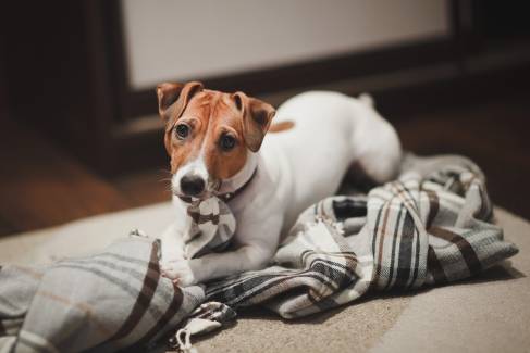 Dog Licking, Nibbling, or Sucking On Blanket – What To Do