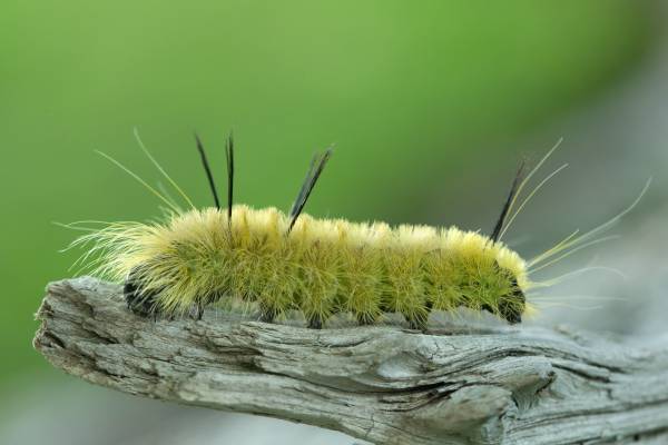 My Dog Ate American Dagger Moth Caterpillar What Should I Do?