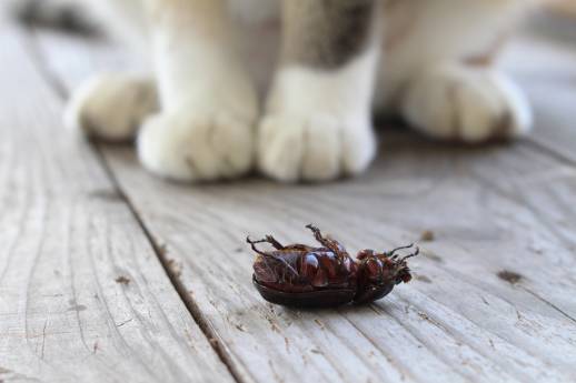 Cat Ate a Beetle 