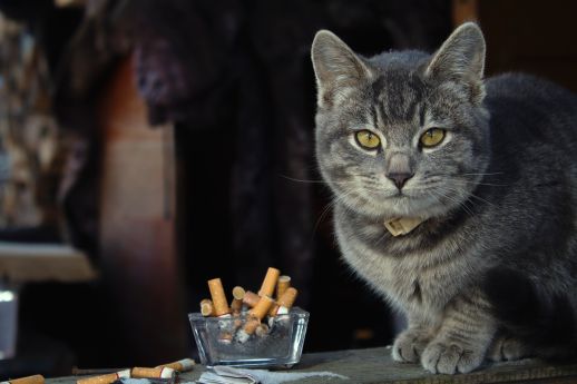 Cat Ate Tobacco