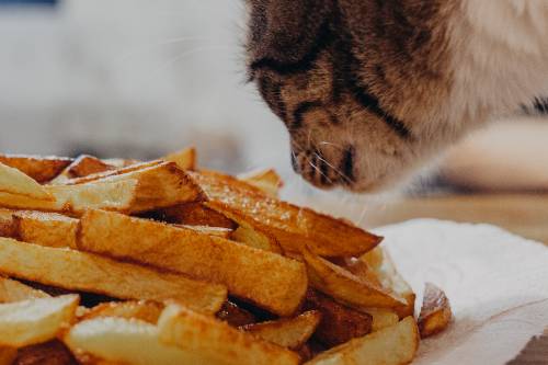 Cat Ate French Fries