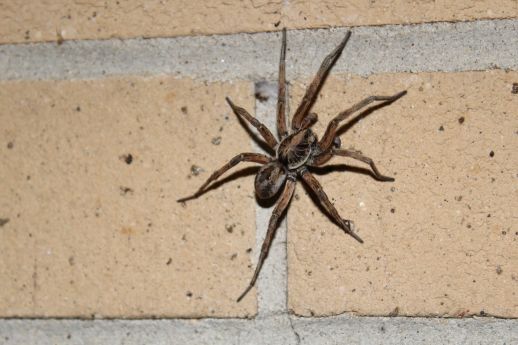 My Cat Ate A Wolf Spider What Should I Do?