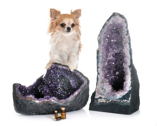 My Dog Ate Amethyst What Should I Do?