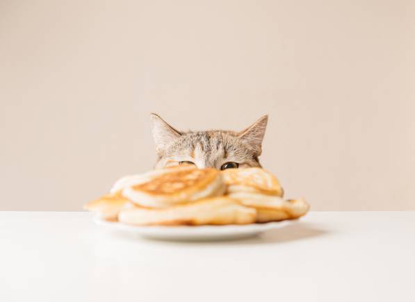 Cat Ate a Pancake
