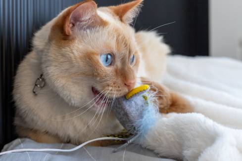 Cat Ate Stuffing From a Toy