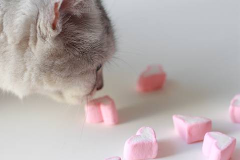 Cat Ate Marshmallows
