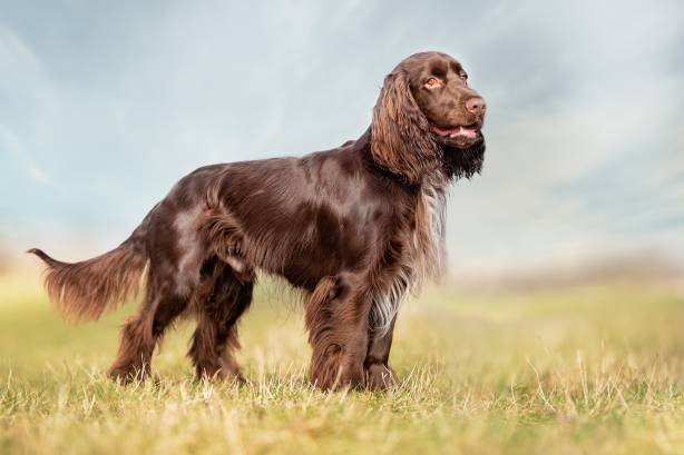 Dog Breeds With Long Tails