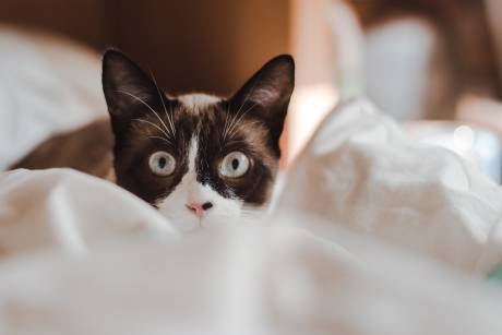 Cat Pooping On Bed – What It Means And What To Do