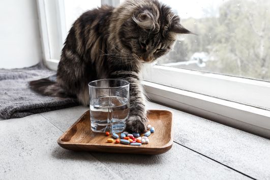 My Cat Ate My Medication What Should I Do?