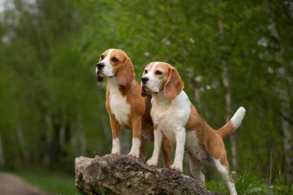Types Of Beagles