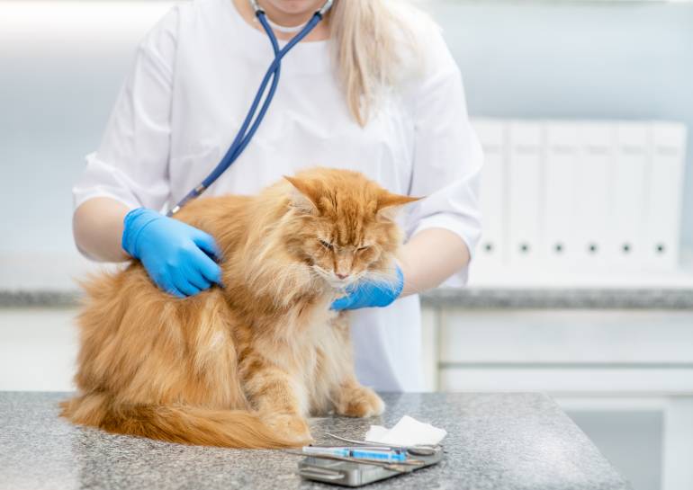 Common Health Problems to Look Out For When Taking Care of Older Cats