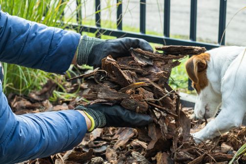 My Dog Ate Mulch What Should I Do?