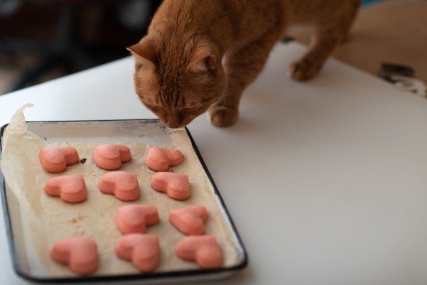 Cat Ate Biscuits