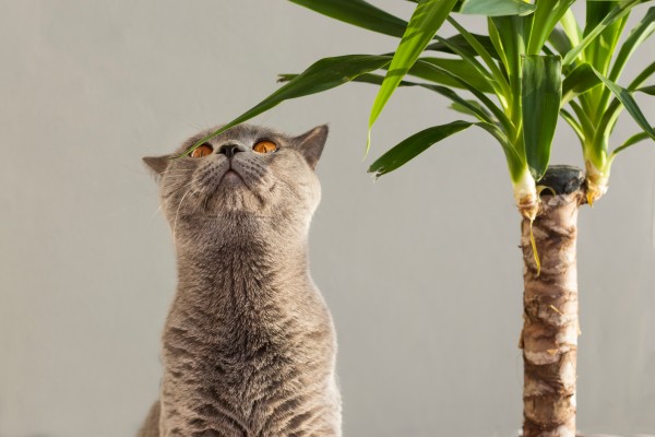 Cat Ate Yucca Plant